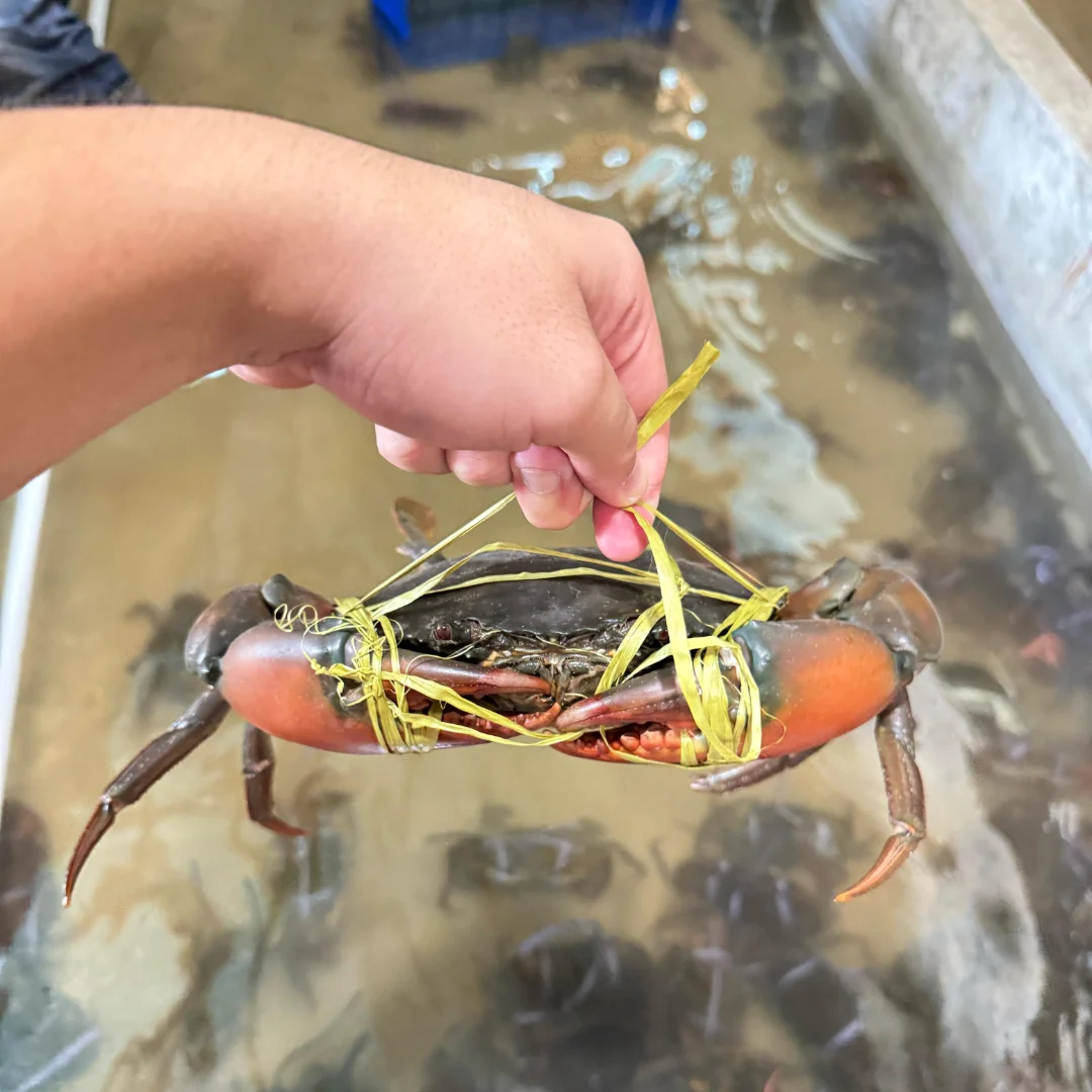 Indonesian Crab
